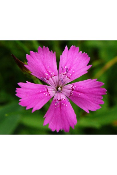 Гвоздика трав’яниста