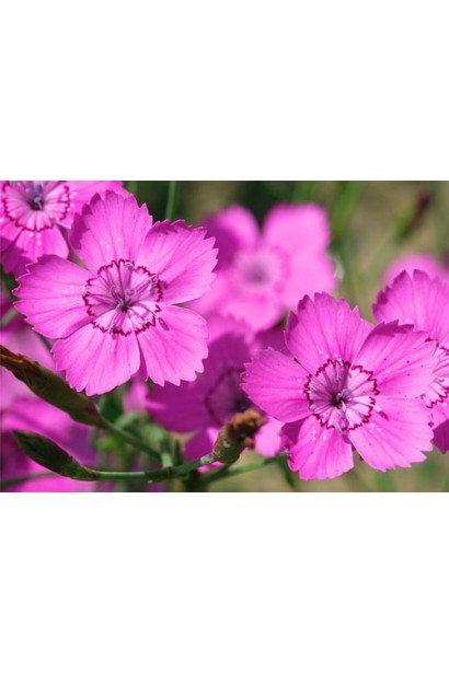 Гвоздика дельтоподібна 