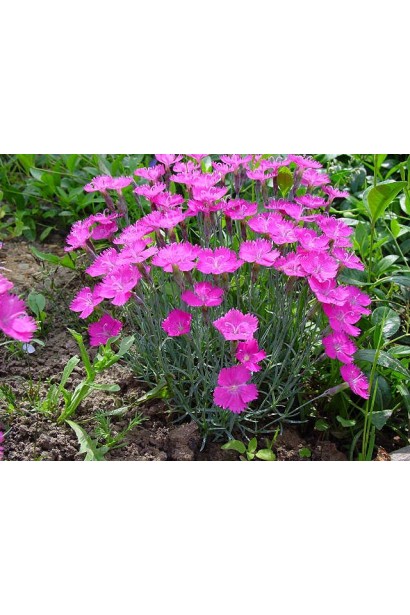 Гвоздика дельтоподібна ґрунтопокривна