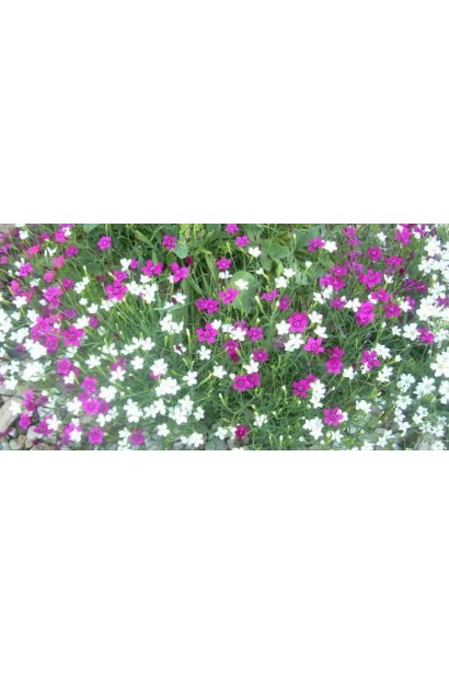 Гвоздика дельтоподібна міртінервіус ґрунтопокривна в ландшафті