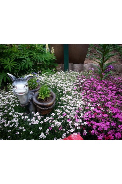 Гвоздика ґрунтопокривна