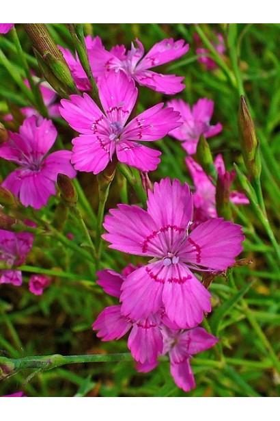 Гвоздика рожева