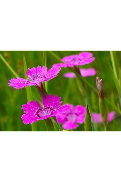 Гвоздика трав’янка