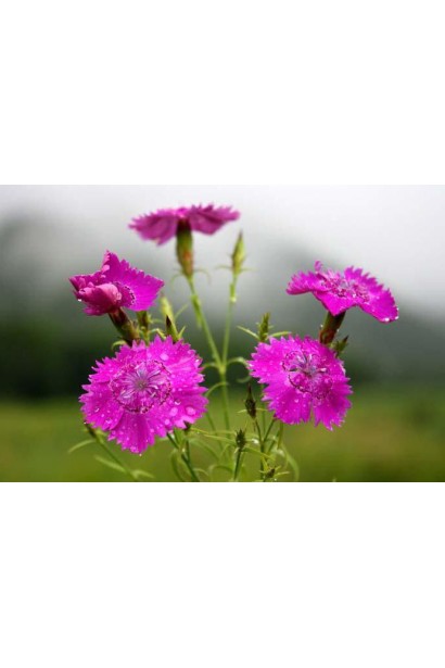 Dianthus deltoides