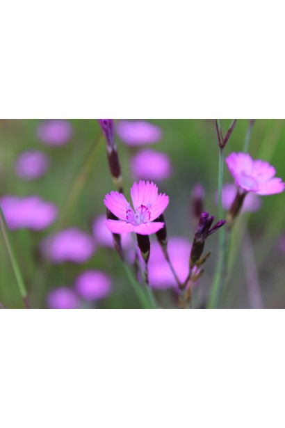 Гвоздика дельтоподібна цвітіння