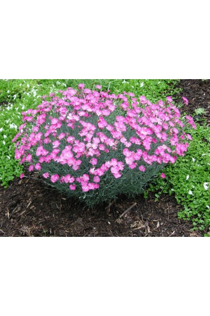 Гвоздика дельтоподібна на клумбі