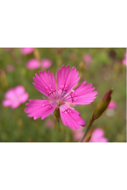 Гвоздика дельтоподібна міртінервіус ґрунтопокривна