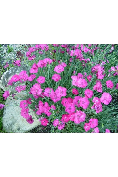 Гвоздика дельтоподібна рожеві квіти