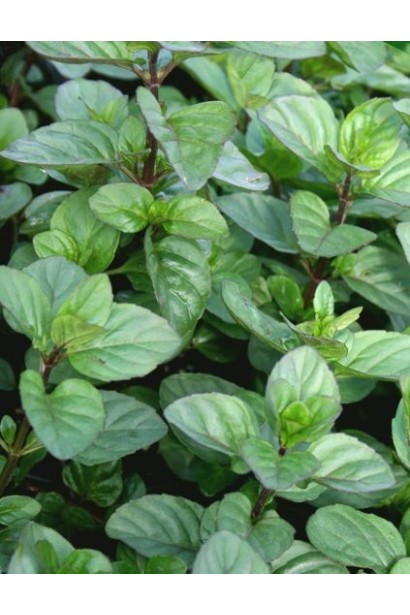 М’ята апельсинова