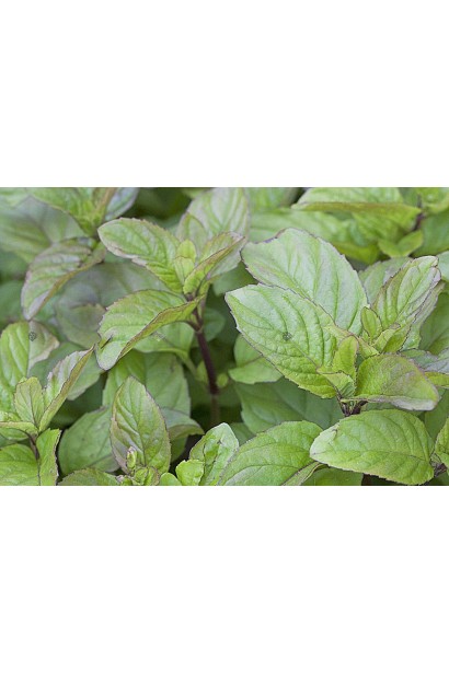 М’ята перцева апельсинова Гранада