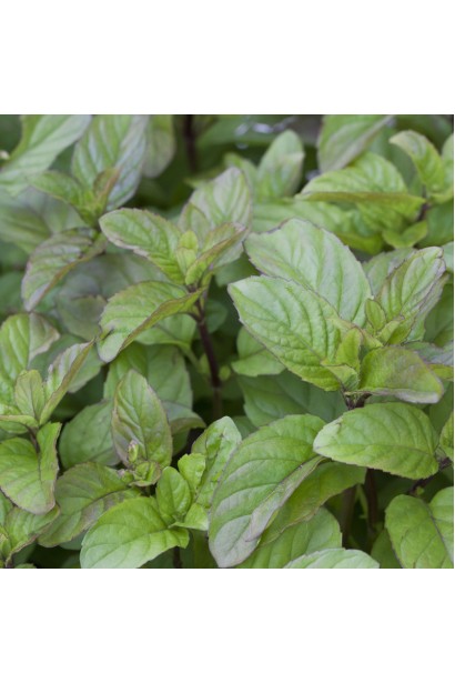 М’ята перцева апельсинова Гранада