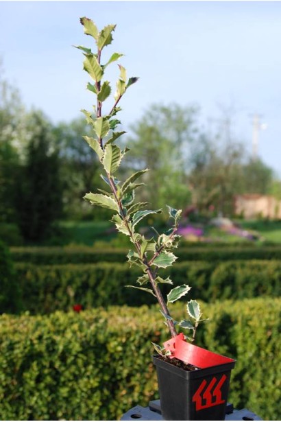 Падуб гостролистий Сільвер Квін