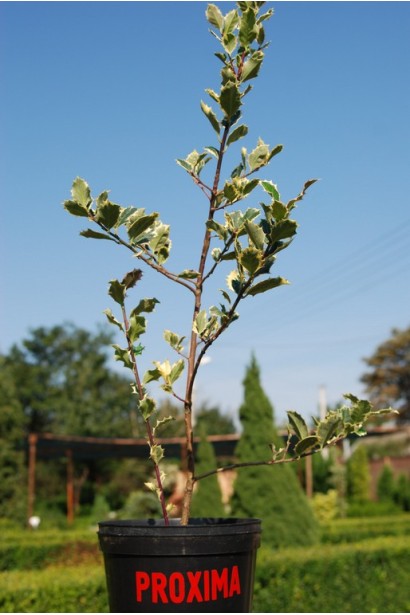 Падуб гостролистий Сільвер Квін в контейнері