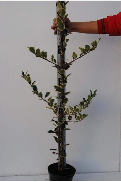 Падуб гостролистий Сільвер Квін в контейнері