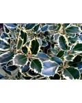 Падуб гостролистий Сільвер Квін | Ilex aquifolium Silver Queen | Падуб остролистный Сильвер Квин
