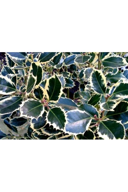 Густе листя падуба створює чудовий живопліт із декоративним виглядом