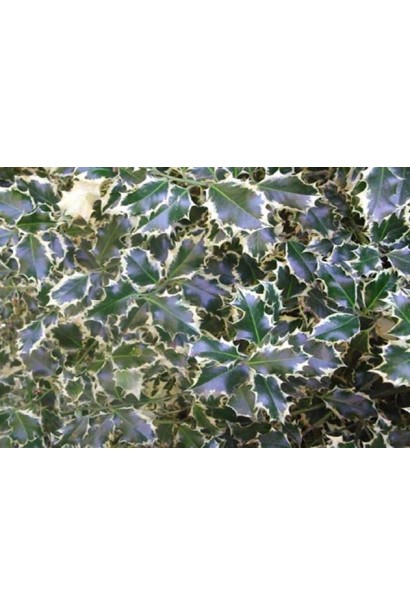 Сріблясто-зелене листя падуба Сільвер Квін надає саду розкішного вигляду.