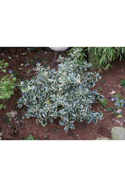 Падуб Сільвер Квін має глянцеве листя з білою облямівкою