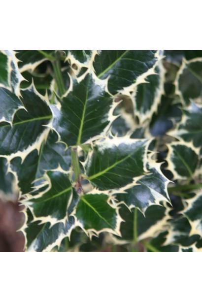 Падуб Сільвер Квін має глянцеве листя з білою облямівкою