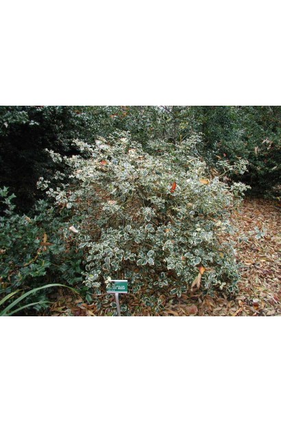 Ilex aquifolium Silver Queen ідеально підходить для створення акцентів у ландшафтному дизайні