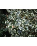 Падуб остролистный Сильвер Квин | Падуб гостролистий Сільвер Квін | Ilex aquifolium Silver Queen