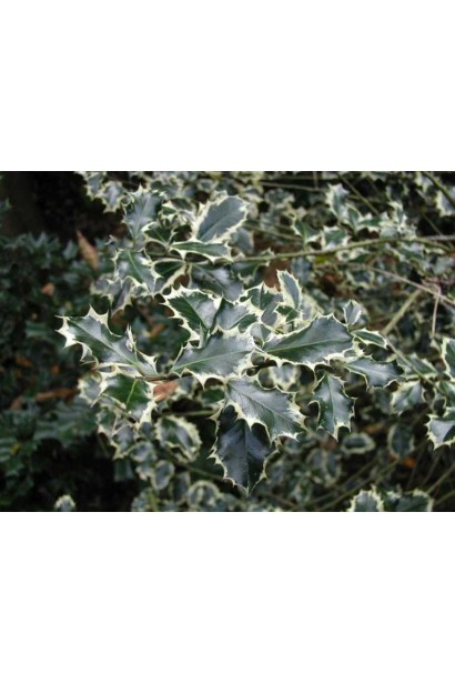 Контрастне забарвлення листя Ilex aquifolium Silver Queen робить його окрасою будь-якого саду