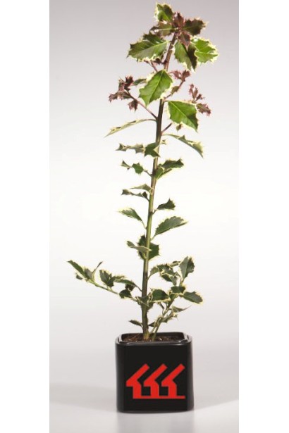 Падуб гостролистий Сільвер Квін в контейнері