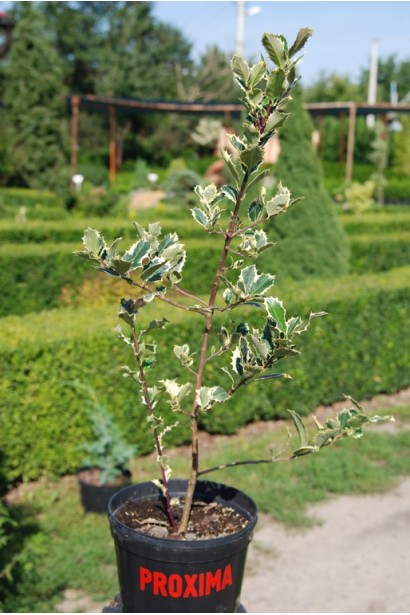 Падуб гостролистий Сільвер Квін