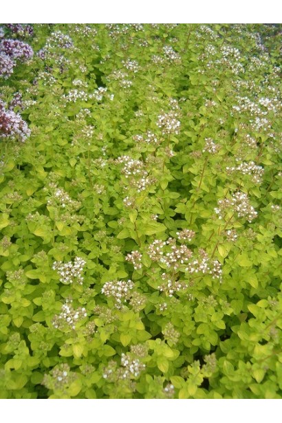 Origanum vulgare Aurea