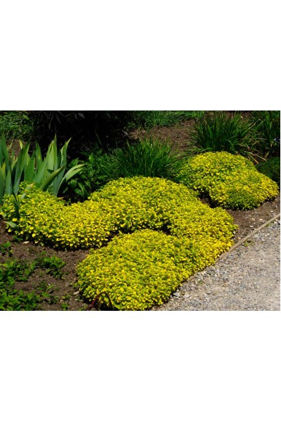 Материнка звичайна Ауреа в ландшафті