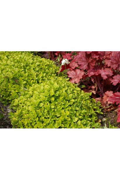 Душиця/ Орегано / Материнка звичайна Ауреа