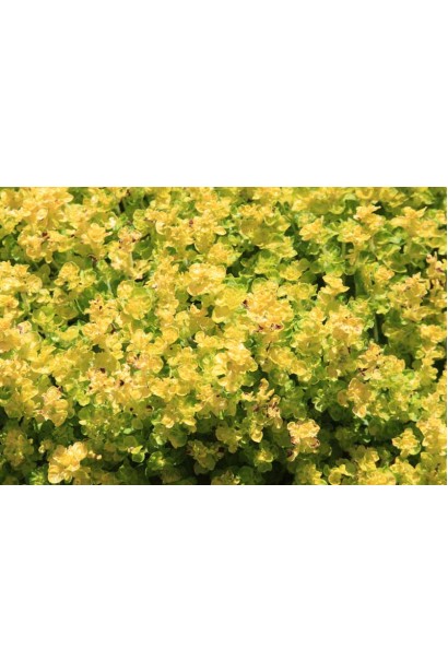 Душиця жовта