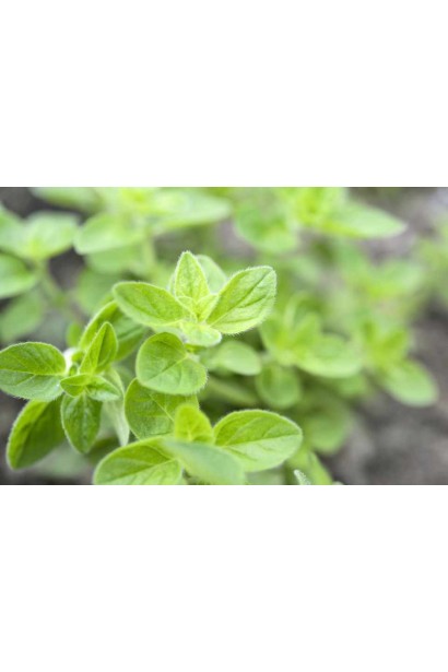 Материнка звичайна Ауреа листя