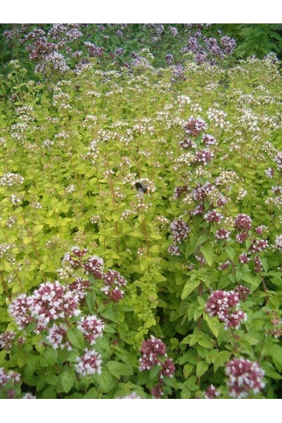 Материнка звичайна Ауреа цвітіння