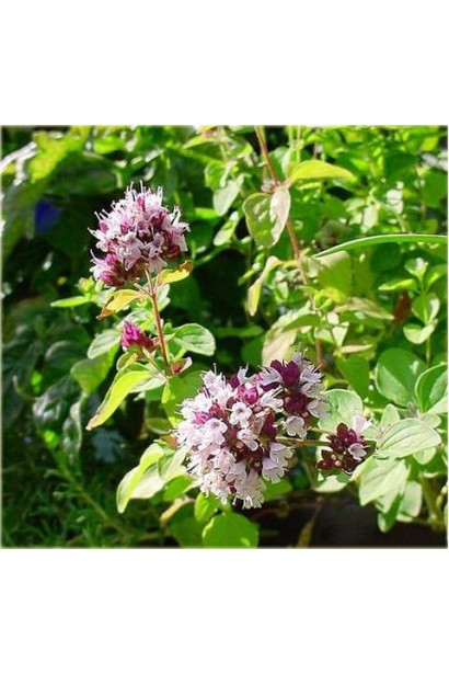 Материнка звичайна Aurea