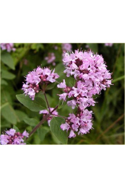 Материнка звичайна Ауреа рожево-бузкові квіти