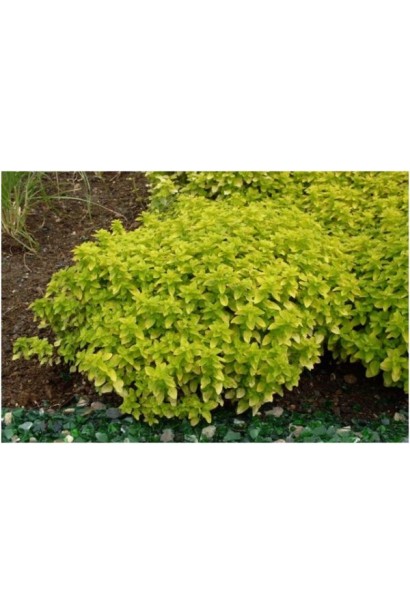 Origanum  Aurea