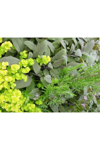 Материнка Ауреа міксбордер