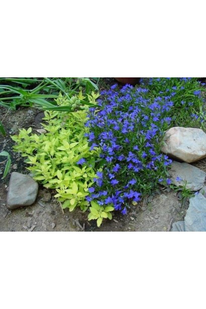 Материнка  Ауреа ландшафтна композиція