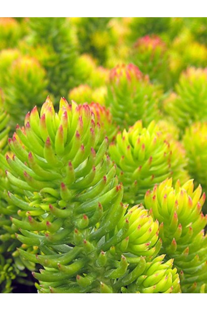 Sedum rupestre Aureum - соковита ґрунтопокривна рослина із золотистим листям