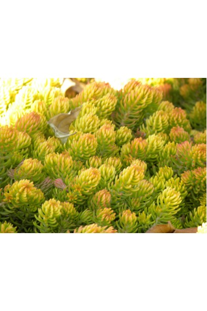 Очиток Ауреум - низькорослий багаторічник із жовтими листками для садових композицій