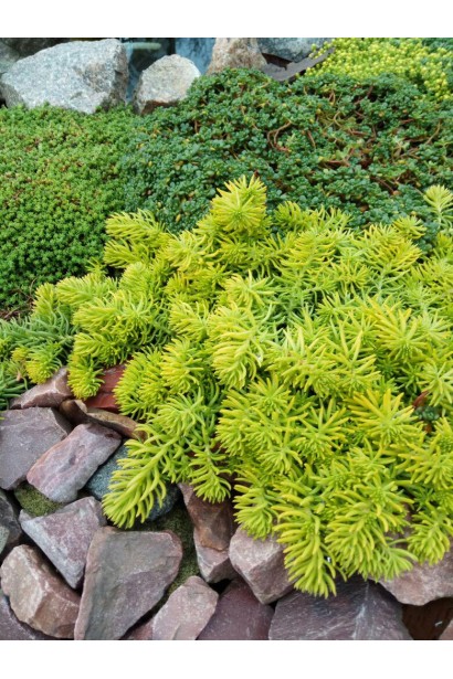 Очиток шиловидний ґрунтопокривний Ауреум - яскраво-жовта декоративна рослина для рокаріїв