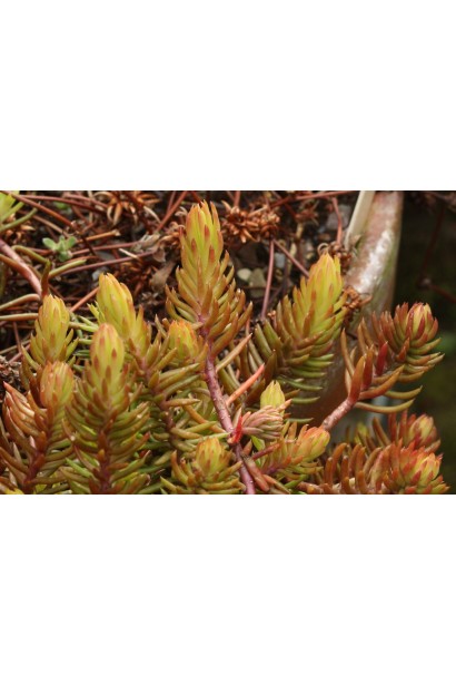 Очиток шиловидний Ауреум