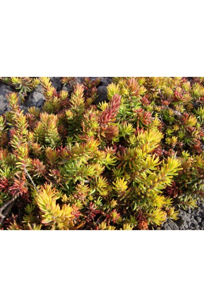 Очиток шиловидний Ауреум - квітучий ґрунтопокривник для альпійських гірок