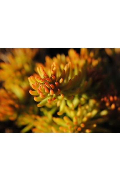 Очиток шиловидний Ауреум