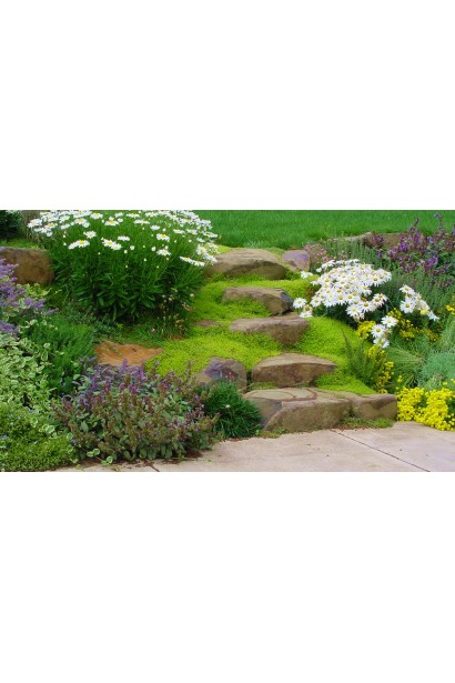 Sedum rupestre Aureum - ідеальна рослина для озеленення схилів