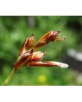 Осока птахоніжкова Варієгата | Carex ornithopoda Variegata | Осока птиценожковая Вариегата