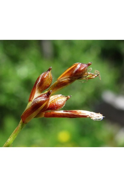 Осока птахоніжкова Варієгата