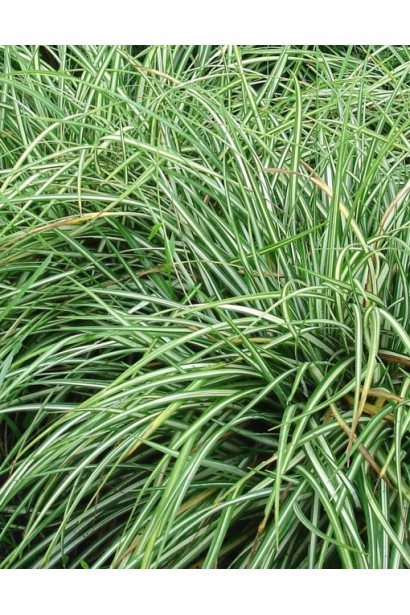 Яскраво-зелені та біло-жовті смуги листя осоки птахоніжкової Варієгата