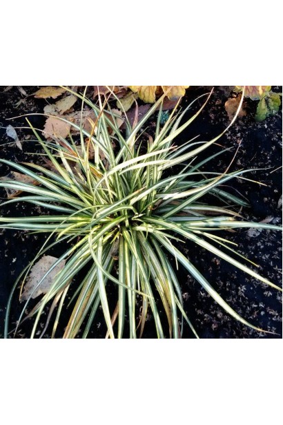 Осока птахоніжкова Варієгата з біло-зеленими смугами на листі.